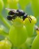 Brachymeria sp.